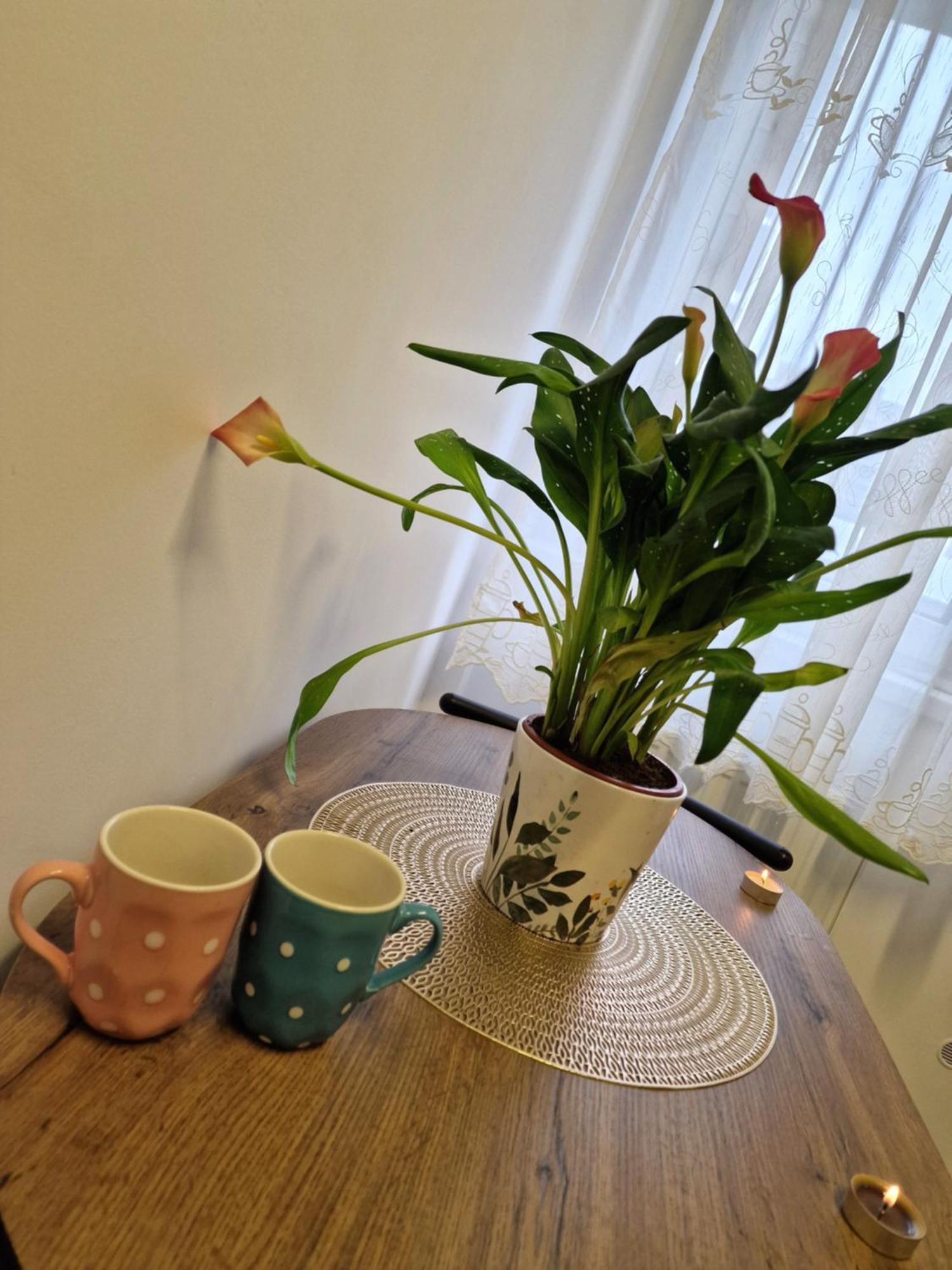 Studio&Garden! Roşu 외부 사진